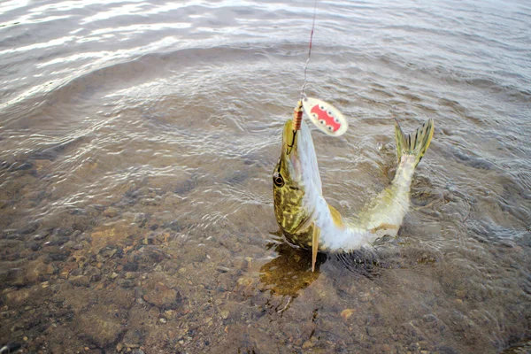 Pike caught on a bait well — Stock Photo, Image