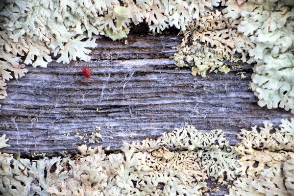 Old moss-covered wood — Stock Photo, Image