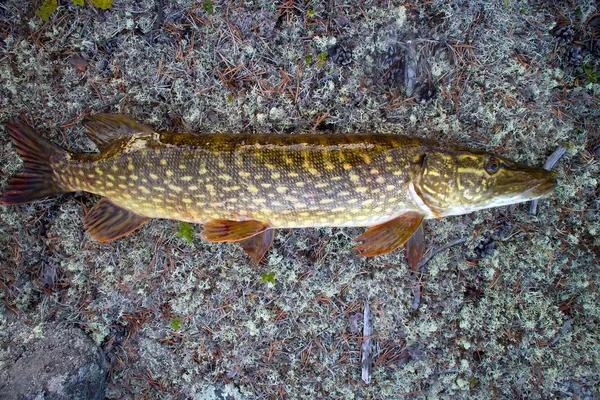 Lucio de pesca peces grandes del norte — Foto de Stock