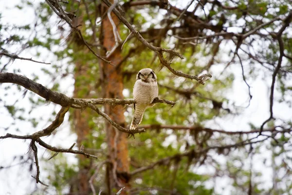 Tayga Şahin baykuş — Stok fotoğraf