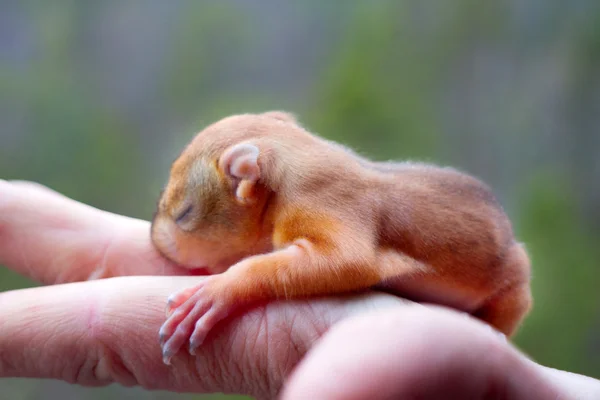 Baby Eichhörnchen wildes Kind lizenzfreie Stockbilder