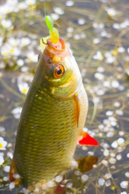 Yaz gölü balıkçılığı Rudd balığı