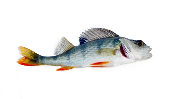 Perch on a white background — Stock Photo, Image