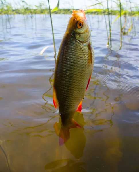 夏の湖釣り｜Rudd fish — ストック写真