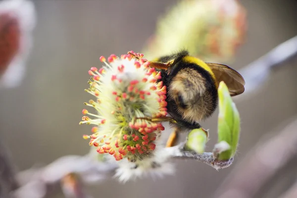 Été Bumble insecte fleur macro — Photo