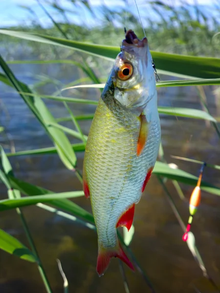 Estate lago di pesca Rudd pesce — Foto Stock