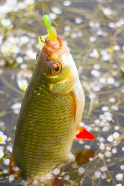 Estate lago di pesca Rudd pesce — Foto Stock