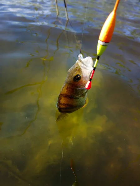 夏のパーチ釣り餌 — ストック写真