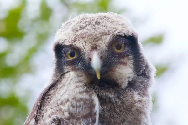 Hawk owl in a mountain forest — Stock Photo, Image