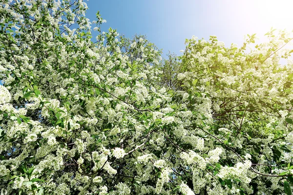 Albero di primavera fiorente — Foto Stock