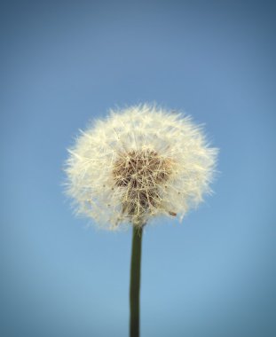Gökyüzünde karahindiba