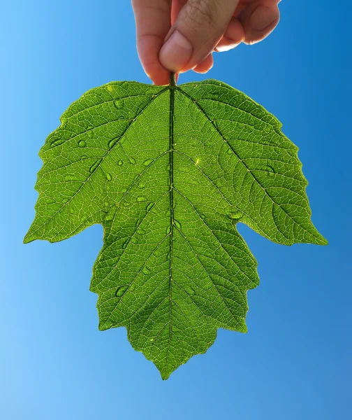 Зелений лист на небі — стокове фото