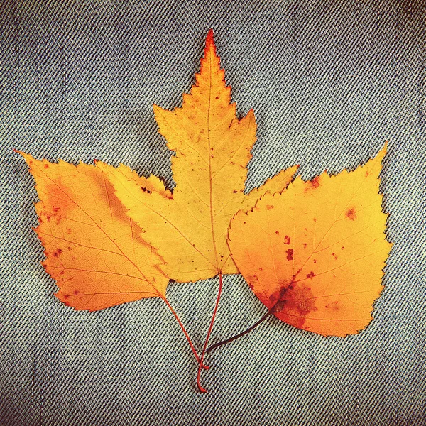 Feuilles automnales sur denim — Photo