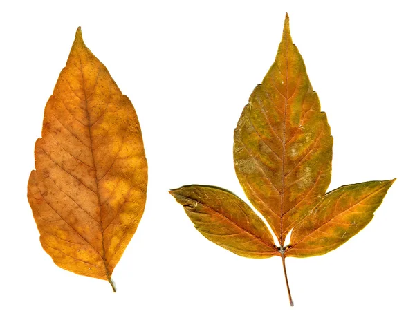 Höstlig Leafs Set — Stockfoto