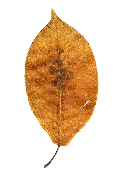 Höst löv isolerade — Stockfoto
