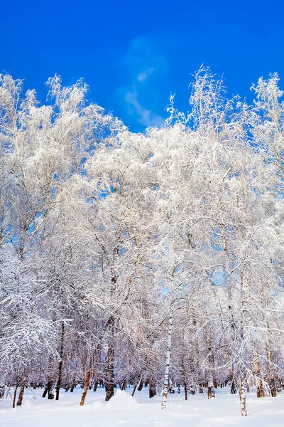 Die Winterlandschaft Sonnigen Tag — Stockfoto