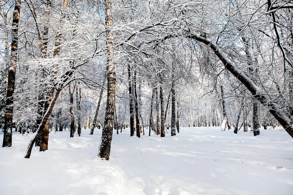 Die Winterlandschaft Sonnigen Tag — Stockfoto