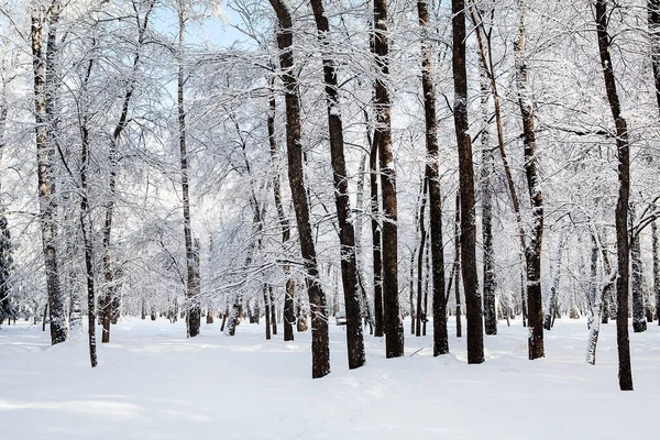 Paysage Hivernal Sous Soleil — Photo