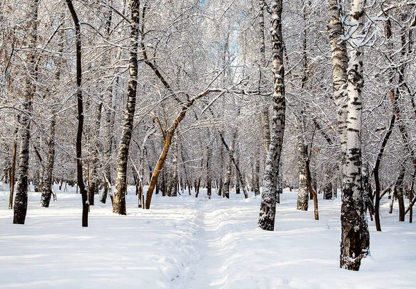 Winter Forest Landscape Sunny Day — Stock Photo, Image