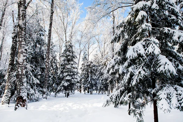晴れた日の冬の森の風景 — ストック写真