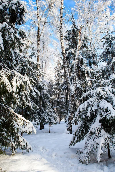 Paisagem Floresta Inverno Dia Ensolarado — Fotografia de Stock