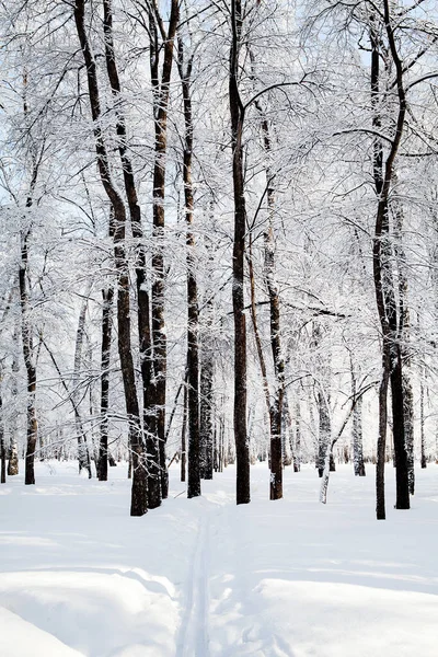 Paysage Forestier Hivernal Sous Soleil — Photo