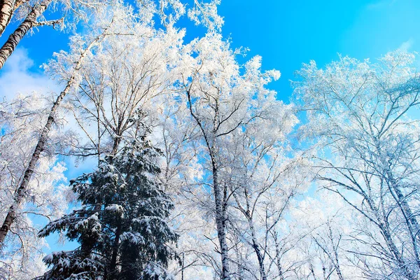 青い空の雪の中の木背景 — ストック写真