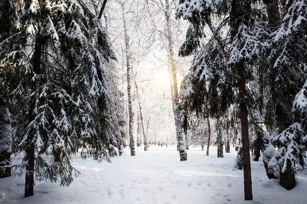 Paysage Forestier Hivernal Sous Soleil — Photo