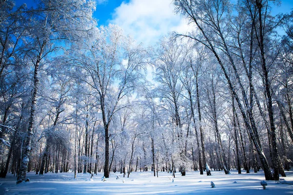 阳光明媚的冬季森林景观 — 图库照片