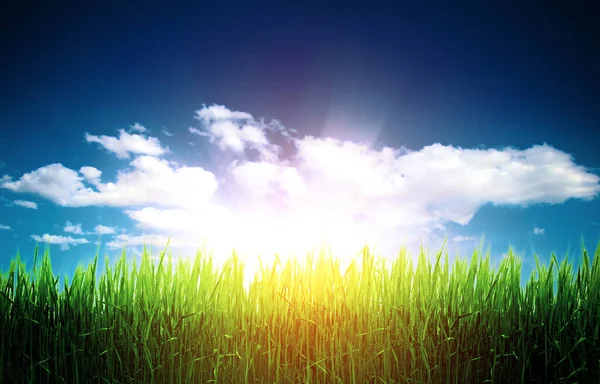 夏日风景秀丽 绿草如茵 阳光普照蓝天 — 图库照片