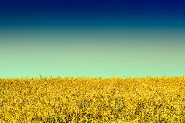 Toned Photo Wheat Field Blue Sky Landscape — Stock fotografie