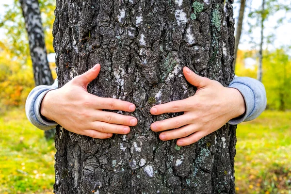Mãos Tronco Árvore Floresta Close — Fotografia de Stock