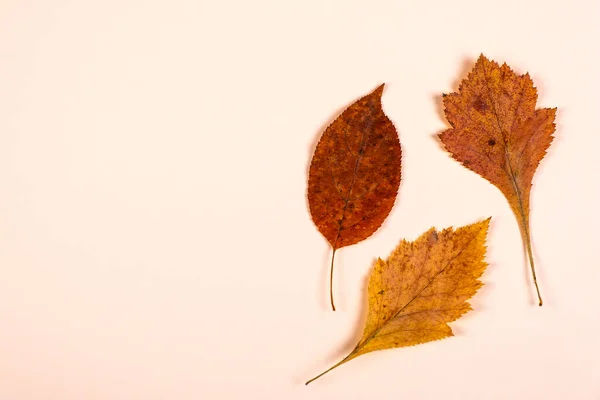 Herbstblätter Auf Dem Papier Hintergrund Nahaufnahme — Stockfoto