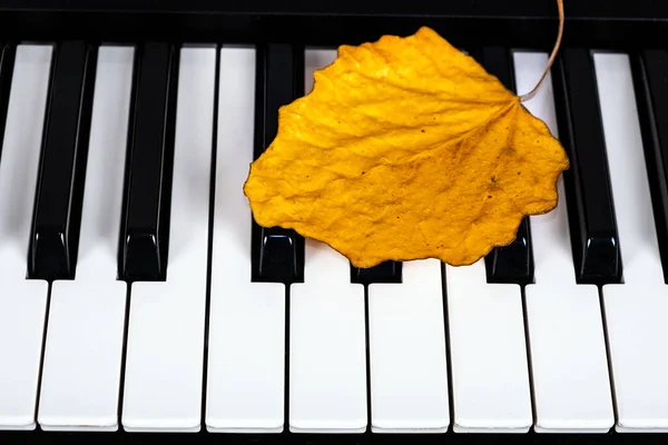 Foglia Autunnale Sulla Tastiera Del Piano Primo Piano — Foto Stock