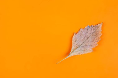 Turuncu Kağıt Arkaplanda Sonbahar Yaprağı Yakın plan
