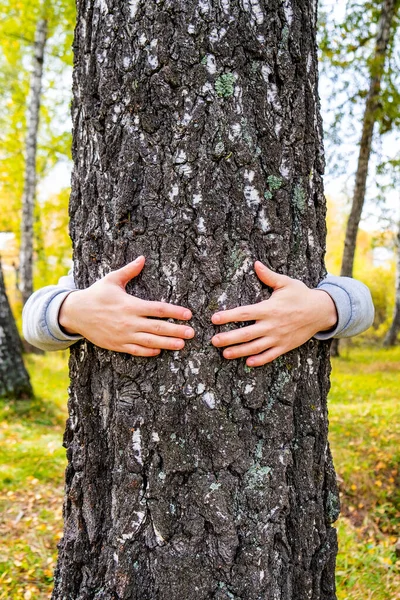 Manos Tronco Del Árbol Bosque — Foto de Stock