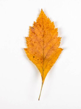 Beyaz Arkaplanda Sonbahar Yaprağı Yakın plan