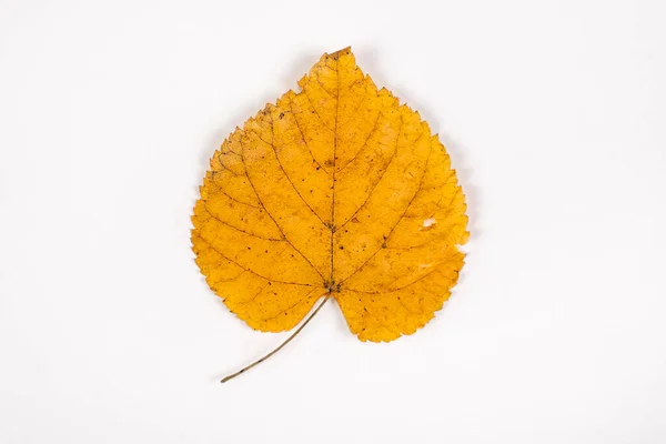 Autumnal Leaf White Background Closeup — Stock Photo, Image