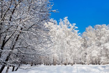 Güneşli bir günde Karla kaplı Ağaçlarla Kış Ormanı