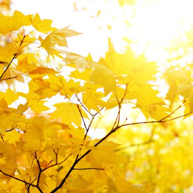 sonbahar yaprakları