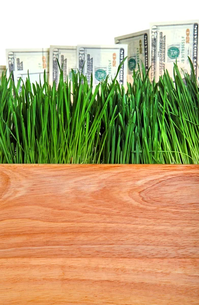 Dollar in het gras — Stockfoto