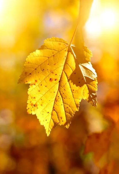 Autumn Foliage — Stock Photo, Image