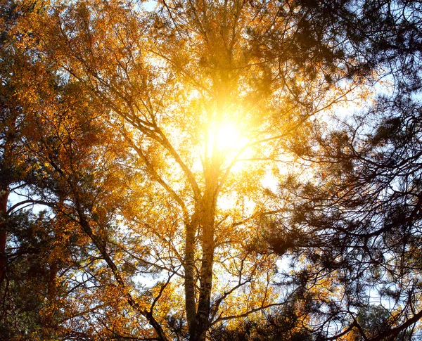 Herfst boom — Stockfoto