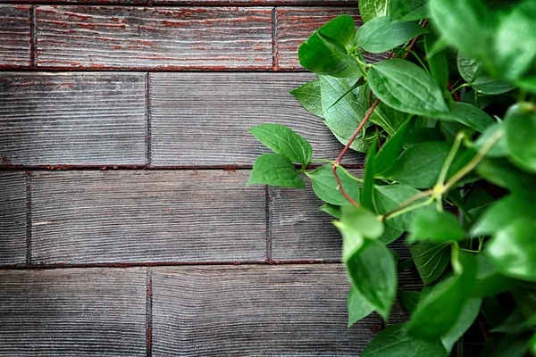 Fondo in legno con foglie verdi — Foto Stock