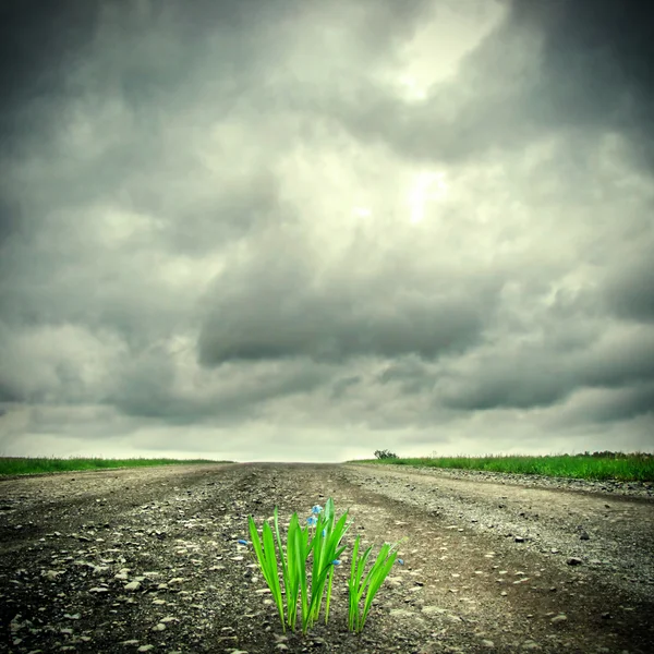 Gräs på vägen — Stockfoto