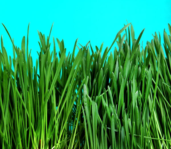 Zbliżenie trawa — Zdjęcie stockowe