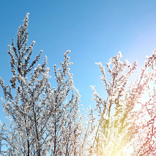 Frusen gren — Stockfoto