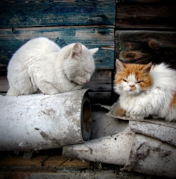 Dakloze katten — Stockfoto