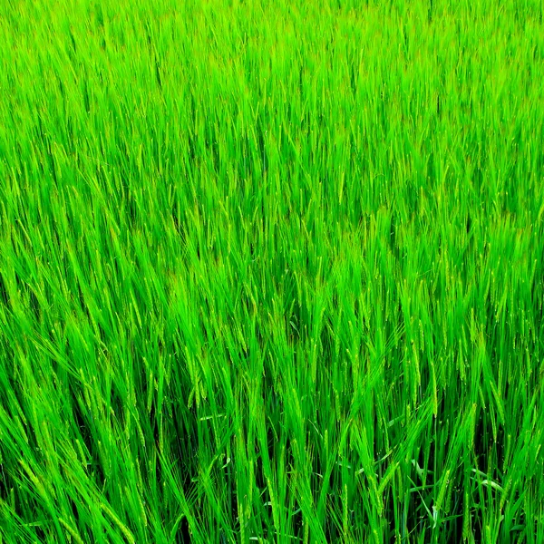 Fondo de hierba fresca —  Fotos de Stock