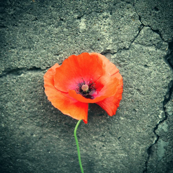 Poppy flor closeup — Fotografia de Stock